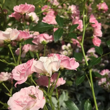 Madarhegy With Garden Buda Side アパート ブダペスト